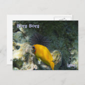 ウニと熱帯魚 ポストカード (正面/裏面)