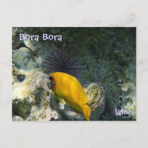 ウニと熱帯魚 ポストカード