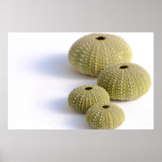 ウニのポスター ポスター