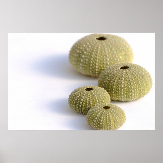 ウニのポスター ポスター (正面)