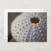 ウニの殻 ポストカード (正面/裏面)