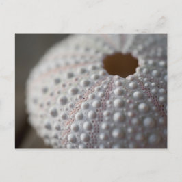 ウニの殻 ポストカード