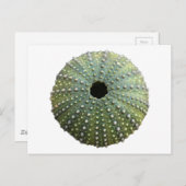 ウニの殻 ポストカード (正面/裏面)