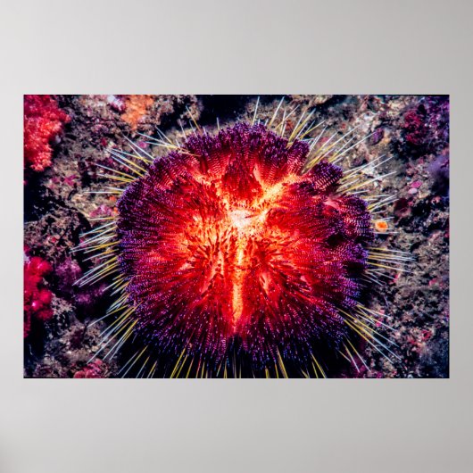 ウニの火 ポスター (正面)