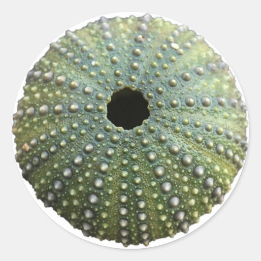 ウニ貝 ラウンドシール (正面)