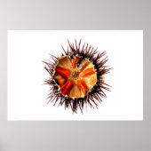 ウニ ポスター (正面)