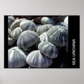 ウニ ポスター (正面)