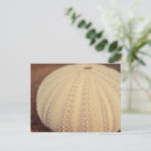 ウニ ポストカード (スタンド正面)