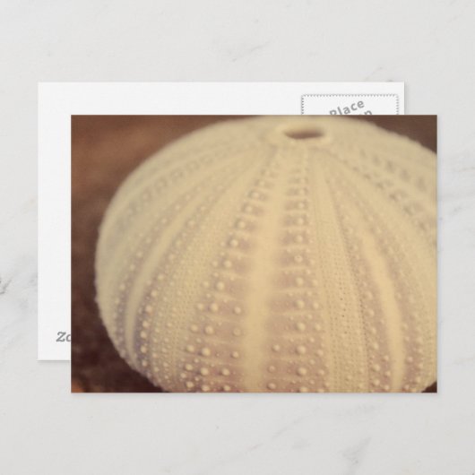 ウニ ポストカード (正面/裏面)