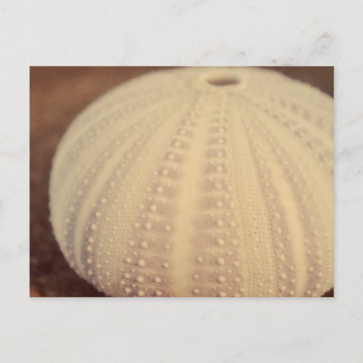 ウニ ポストカード (正面)