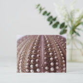 ウニ ポストカード (スタンド正面)