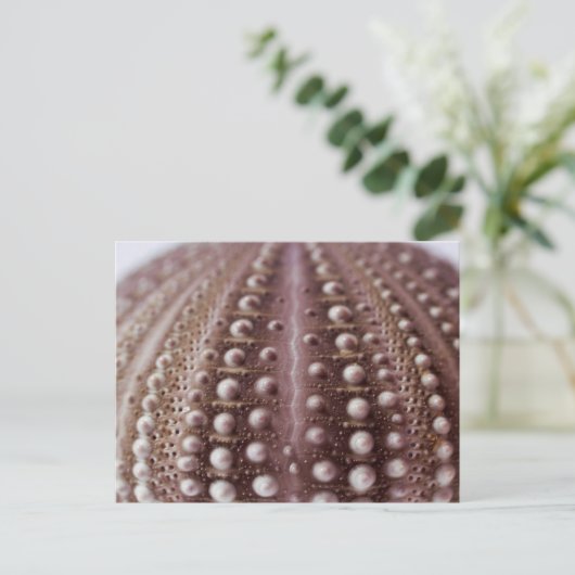 ウニ ポストカード (スタンド正面)