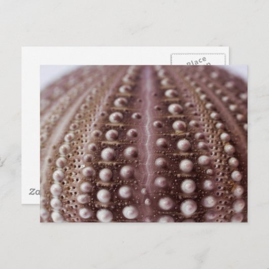 ウニ ポストカード (正面/裏面)