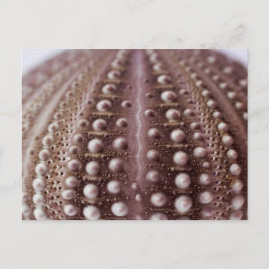 ウニ ポストカード (正面)