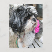 ウフ！ ポストカード (正面)