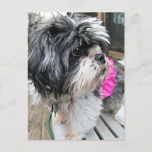 ウフ！ ポストカード (正面)