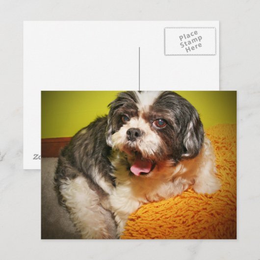 ウフ！ ポストカード (正面/裏面)