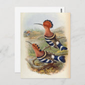 ウプパニグリペニス(インディアンフーポー) ポストカード (正面/裏面)