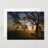 ウマとオークの木のはがき ポストカード (正面/裏面)