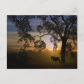 ウマとオークの木のはがき ポストカード (正面)
