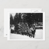 ウマのチームがそりに丸太を運んでいる ポストカード (正面/裏面)