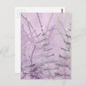 ウマの草/茎 ポストカード (正面/裏面)