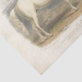 ウマエフエマデクページヴィンテージアラビア 薄葉紙 (詳細)