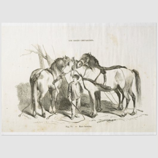 ウマエフエマデコペヴィンテージフランスのティッシュPa 薄葉紙 (正面)