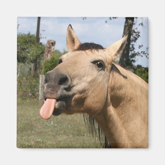 ウマズラ マグネット (正面)