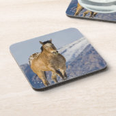 ウマランニングーズ・イン・スノー コースター (左側)