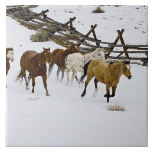 ウマランニングーズ・イン・スノー タイル (正面)