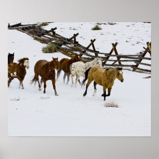ウマランニングーズ・イン・スノー ポスター (正面)