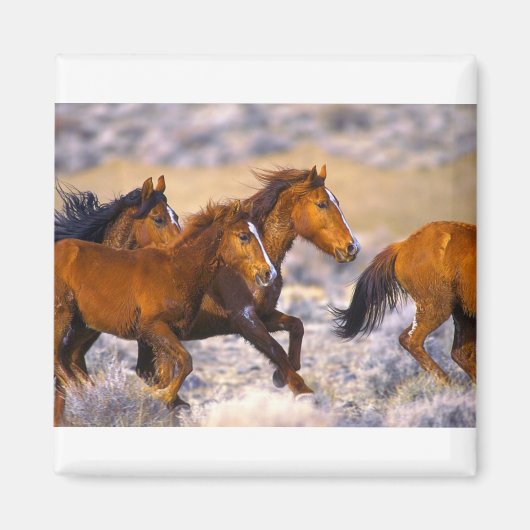 ウマランニングーズ マグネット (正面)