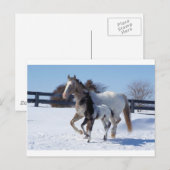 ウマースウィンタースノーススポーツカントリーファームラブ ポストカード (正面/裏面)
