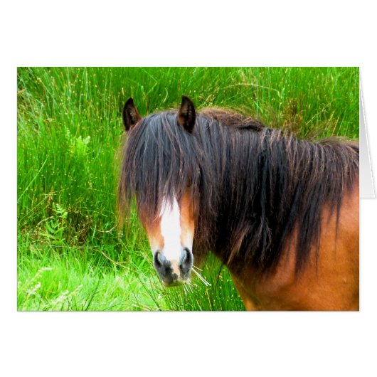 ウマ札 (正面横)