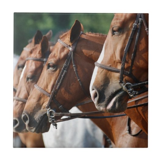 ウマ科のな馬ショーのタイル タイル (正面)