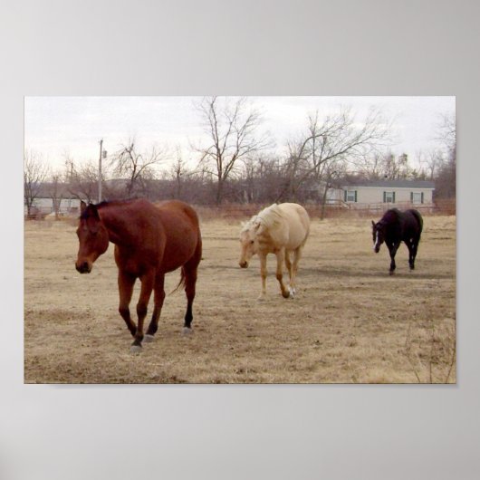 ウマ科の後を追ポスター ポスター (正面)
