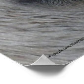 ウマ科の目 – リッピザン ポスター (角)