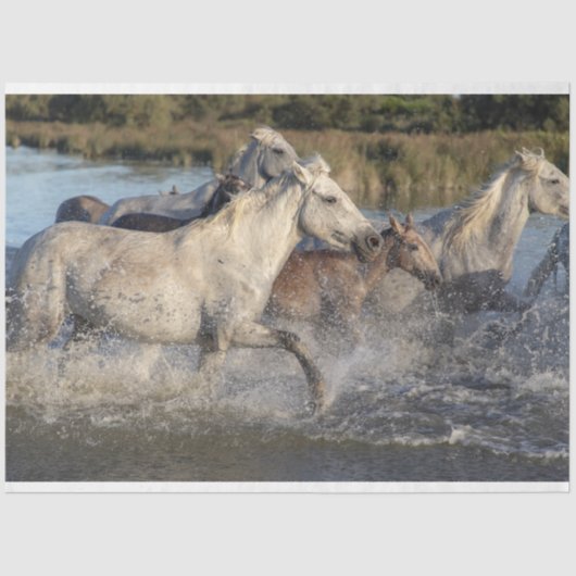 ウマ走ーズティッシュペーパー 薄葉紙 (正面)