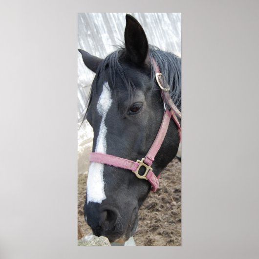 ウマ・ウイスパー ポスター (正面)