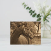 ウマ・オブ・マイ・ハート ポストカード (スタンド正面)