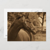 ウマ・オブ・マイ・ハート ポストカード (正面/裏面)