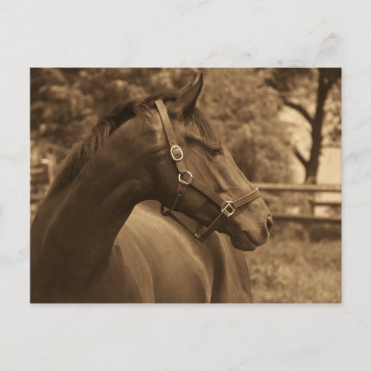 ウマ・オブ・マイ・ハート ポストカード (正面)