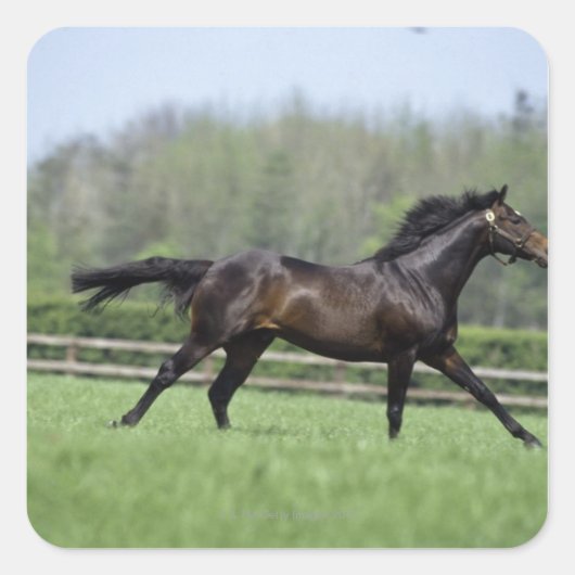 ウマ・サラブレッド、ワスル1988年、 スクエアシール (正面)