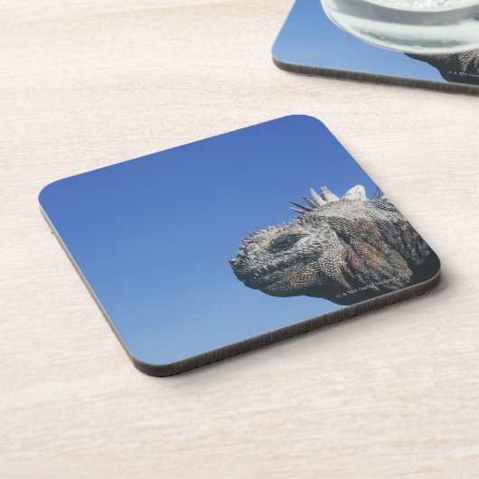 ウミイグアナ コースター (左側)