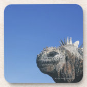 ウミイグアナ コースター (正面)