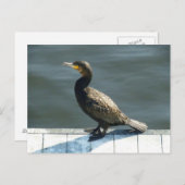 ウミウ ポストカード (正面/裏面)