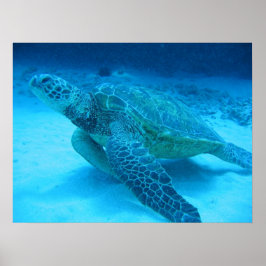 ウミガメで泳ぐ2 ポスター
