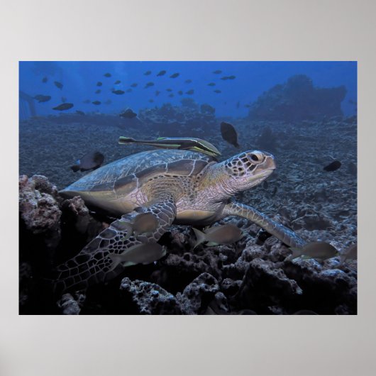 ウミガメとヒッチハイカー ポスター (正面)