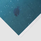 ウミガメのデカップージ 薄葉紙 (詳細)